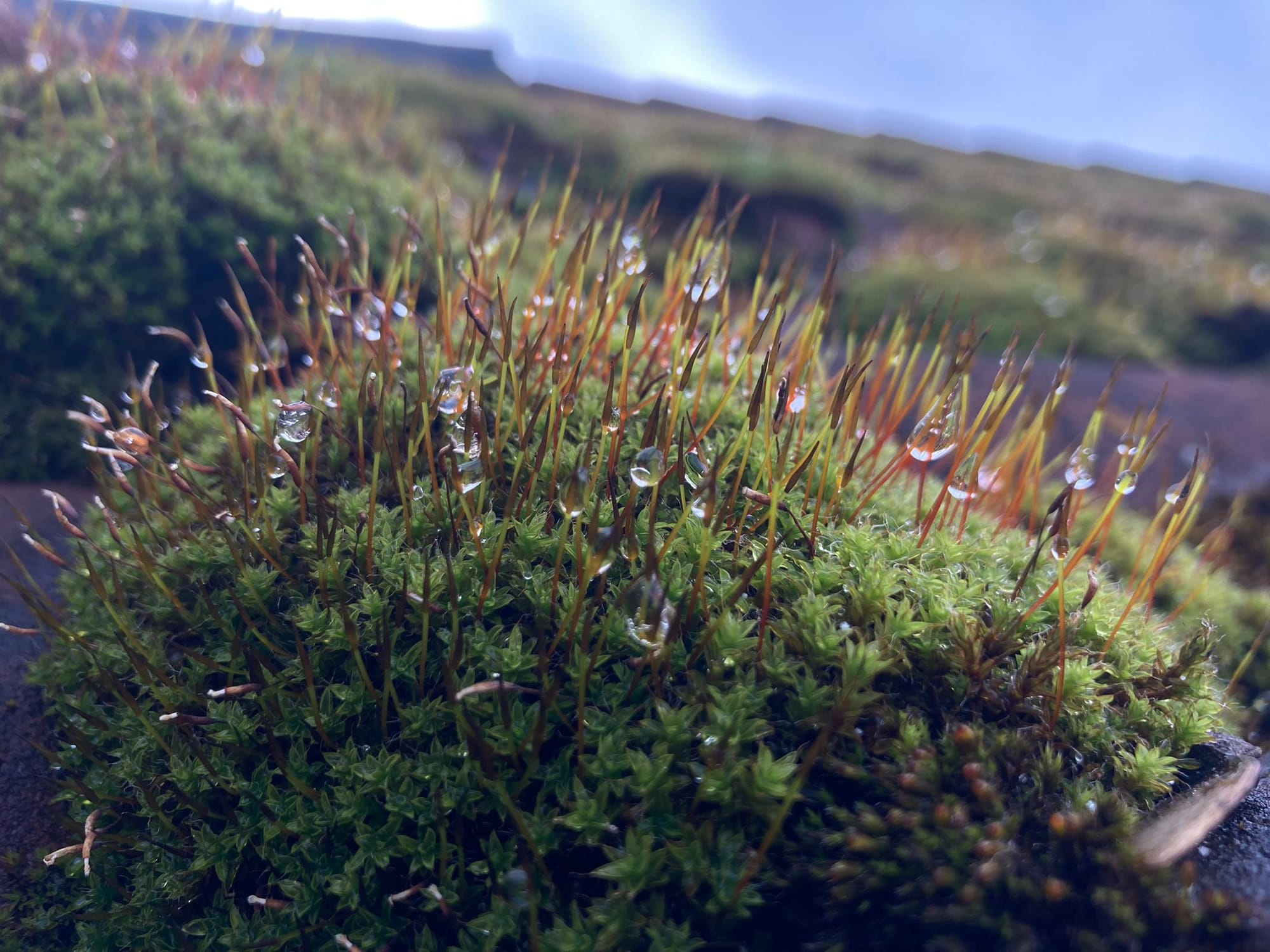 Moos auf einem Dach, benetzt mit ein paar Tautropfen (C) Herr Montag